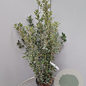 Quercus ilex 100-125 cm 10L