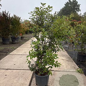 Quercus ilex 100-125 cm 25L