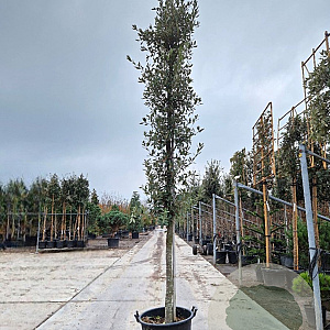Quercus ilex 100 cm stam container 16-18