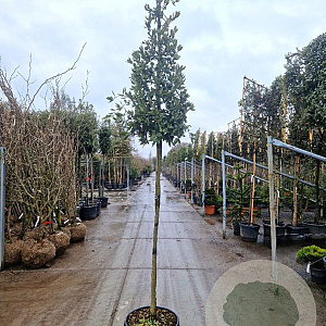 Quercus ilex 160 cm stam container 8-10
