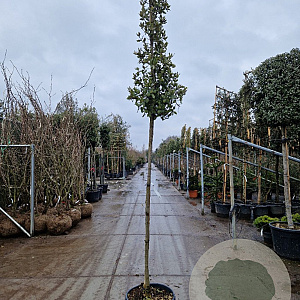 Quercus ilex 170 cm stam container 8-10