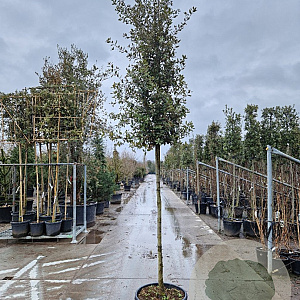 Quercus ilex 170 cm stam container 12-14