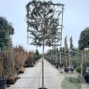 Quercus ilex 170 cm stam container 18-20