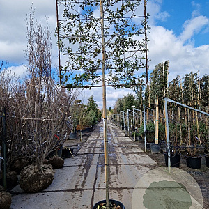 Quercus ilex 170 cm stam container 18-20