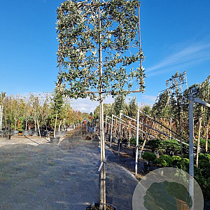 Quercus ilex 170 cm stam container 18-20