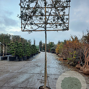 Quercus ilex 180 cm stam container 20-25 lei 150x120