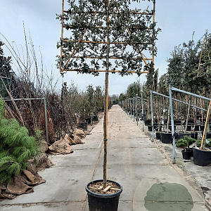 Quercus ilex 180 cm stam container 20-25 lei 150x120