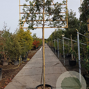 Quercus ilex 180 cm stam container 20-25 lei 150x120