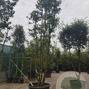 Quercus ilex 450-500 cm container paraplu