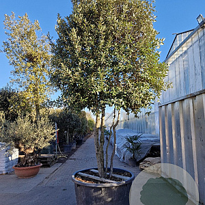 Quercus ilex 300-350 cm cont. 350L paraplu