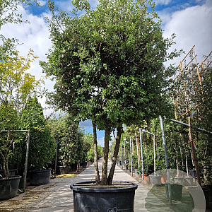 Quercus ilex 300-350 cm cont. 350L paraplu