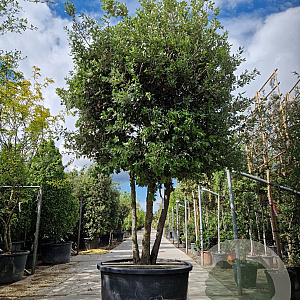Quercus ilex 300-350 cm cont. 350L paraplu