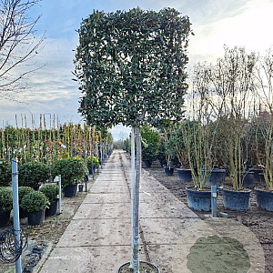 Quercus ilex 150 cm stam container 16-18 lei 100x100