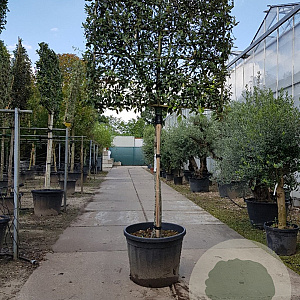 Quercus ilex 150 cm stam container 20-25 lei 150x150