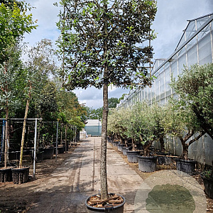 Quercus ilex 180 cm stam container 25-30 lei 180x180