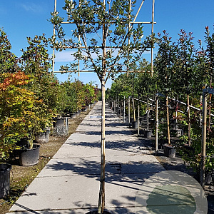 Quercus ilex 180 cm stam container 6-8 rek