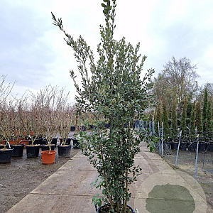 Quercus ilex 200-250 cm 30L