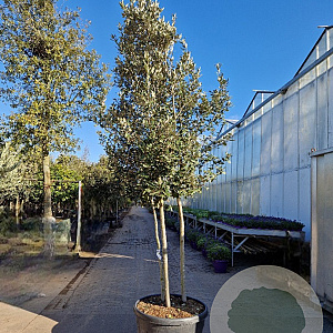 Quercus ilex 300-350 cm container paraplukroon