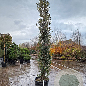 Quercus ilex 300-350 cm cont. 70L meerstammig