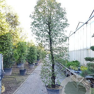 Quercus ilex 350-400 cm container geveerd