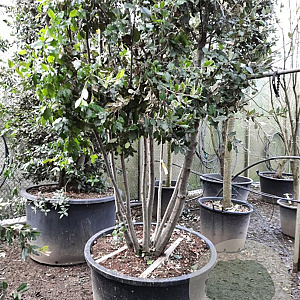 Quercus ilex 350-400 cm container piramide