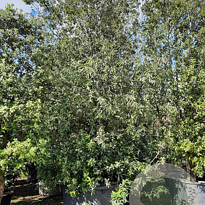 Quercus ilex 450-500 cm cont. 1000L meerstammig