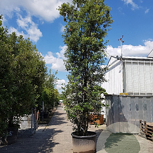 Quercus ilex 550-600 cm container meerstammig
