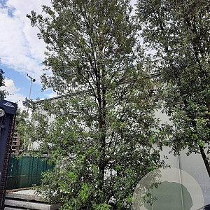 Quercus ilex 600-700 cm container