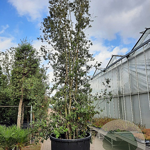 Quercus ilex 600-700 cm cont. 500L