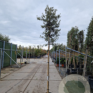 Quercus ilex 180 cm stam container 8-10
