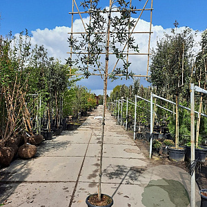 Quercus ilex 180 cm stam container 16-18