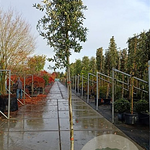 Quercus ilex 200 cm stam container 12-14