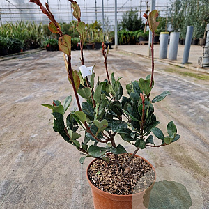 Rhaphiolepis indica Springtime 30-40 cm 3,0L