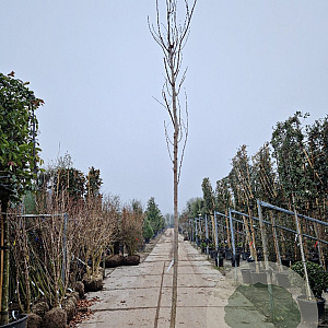 Robinia ps. 'Frisia' 200 cm stam container 14-16 hoge lei