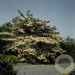 Cornus controversa 8-10 HO container