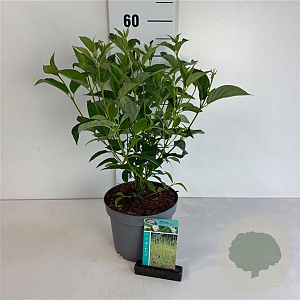 Cornus sericea 'Flaviramea' 30-40 cm 3,5L