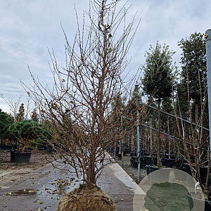 Styrax jap. 'Issai' 250-300 cm draadkluit meerstammig solitair