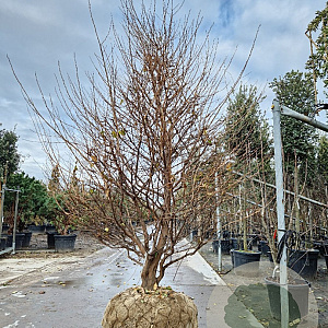 Styrax jap. 'Pink Chimes' 250-300 cm draadkluit meerstammig solitair