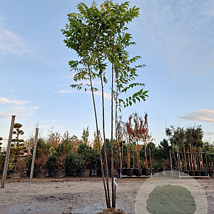 Toona sinensis 'Flamingo' 250-300 cm draadkluit meerstammig solitair