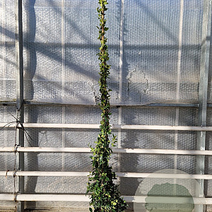 Trachelospermum jasminoides 250-300 cm 18L