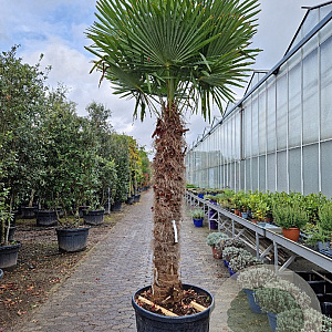 Trachycarpus fortunei 170 cm stam container