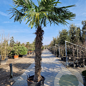Trachycarpus fortunei 170 cm stam container