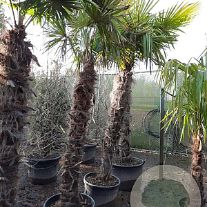 Trachycarpus fortunei 170 cm stam container