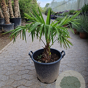 Trachycarpus fortunei 40 cm stam container