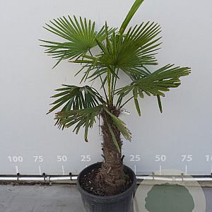 Trachycarpus fortunei 60 cm stam container