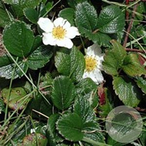 Fragaria chiloensis 'Chaval' GM P9
