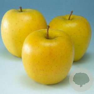 Malus d. 'Golden Delicious' halfstam 7,5L