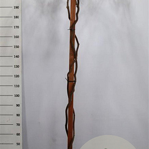 Wisteria brach. 'Okayama' 200 cm stam 45L dakvorm