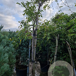 Wisteria sinensis 160 cm stam container 16-18
