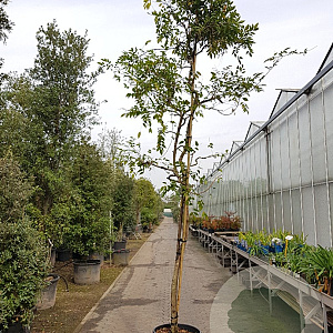 Wisteria sinensis 160 cm stam container 16-18